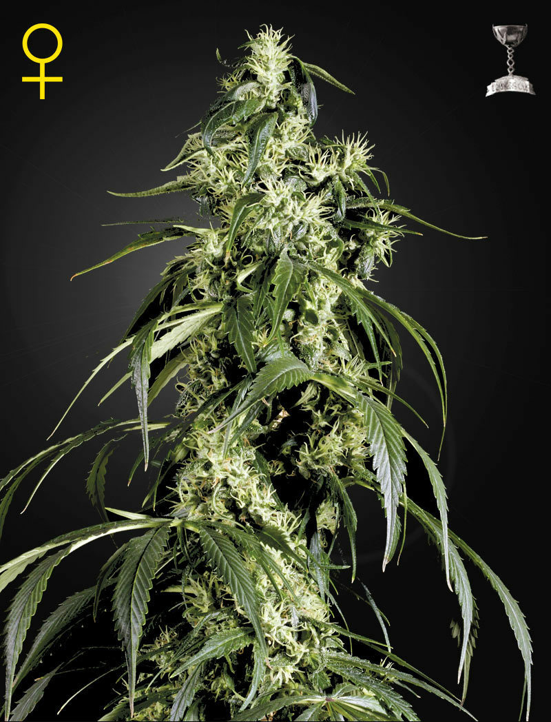 Green House Seeds - Arjan's Haze #1 (fem.)