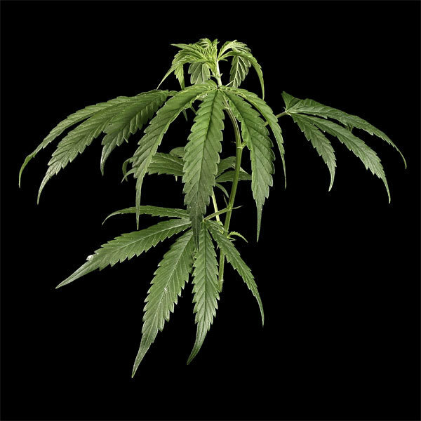 Green House Seeds - Arjan's Haze #1 (fem.)