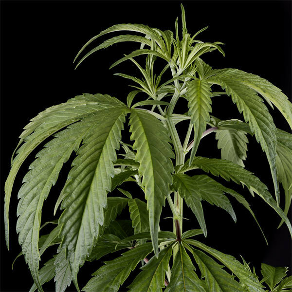 Green House Seeds - Arjan's Haze #1 (fem.)