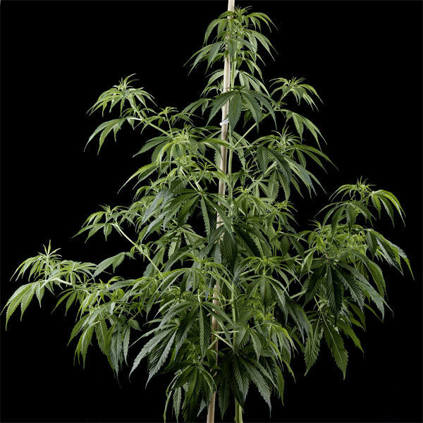 Green House Seeds - Arjan's Haze #1 (fem.)
