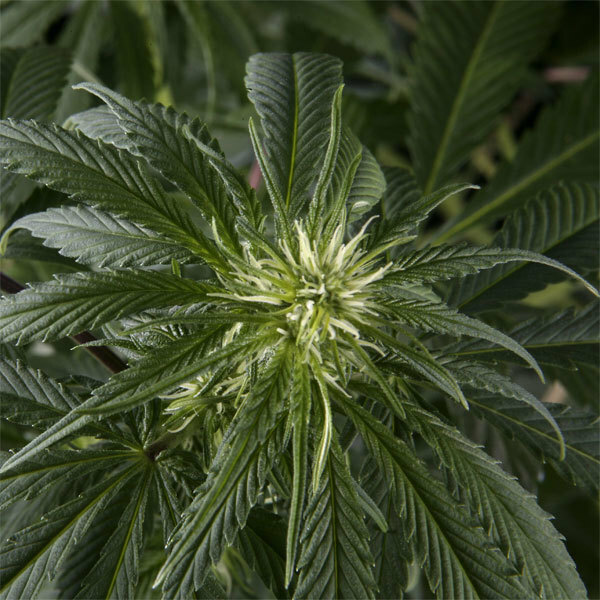 Green House Seeds - Arjan's Haze #1 (fem.)