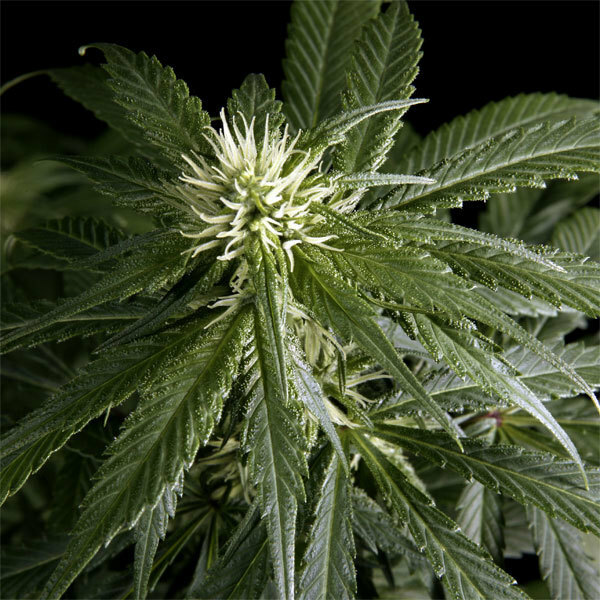 Green House Seeds - Arjan's Haze #1 (fem.)