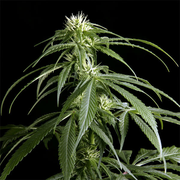 Green House Seeds - Arjan's Haze #1 (fem.)