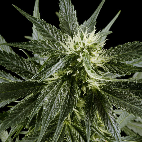 Green House Seeds - Arjan's Haze #1 (fem.)
