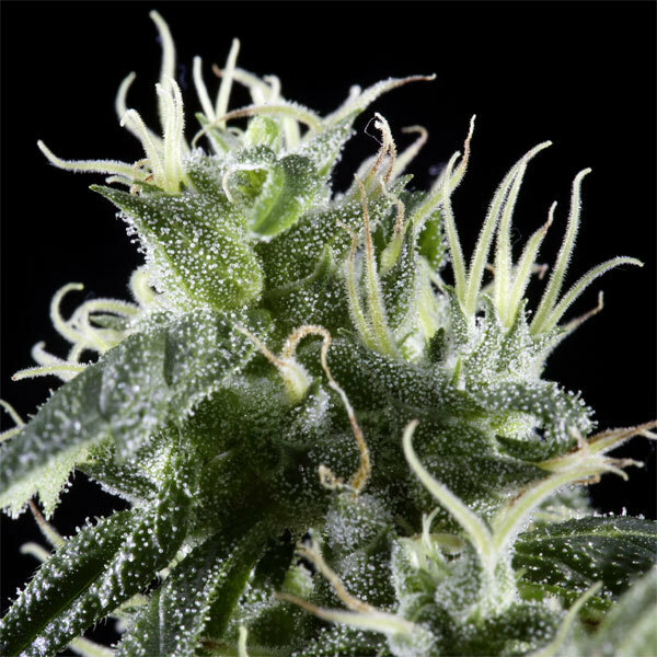 Green House Seeds - Arjan's Haze #1 (fem.)