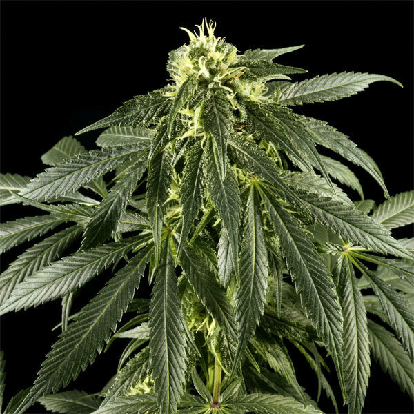Green House Seeds - Arjan's Haze #1 (fem.)