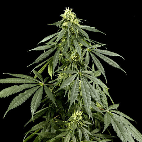 Green House Seeds - Arjan's Haze #1 (fem.)