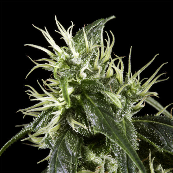 Green House Seeds - Arjan's Haze #1 (fem.)
