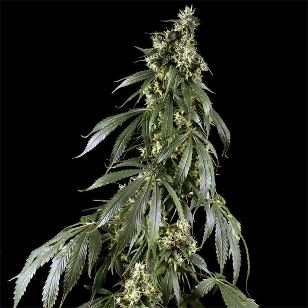 Green House Seeds - Arjan's Haze #1 (fem.)