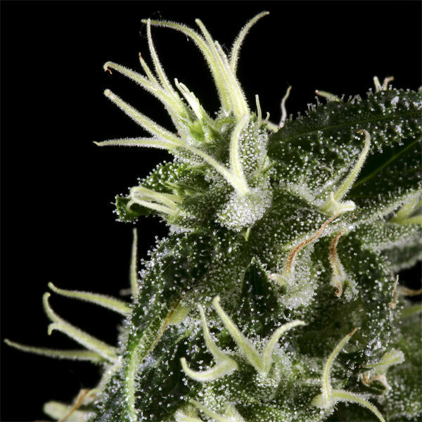 Green House Seeds - Arjan's Haze #1 (fem.)