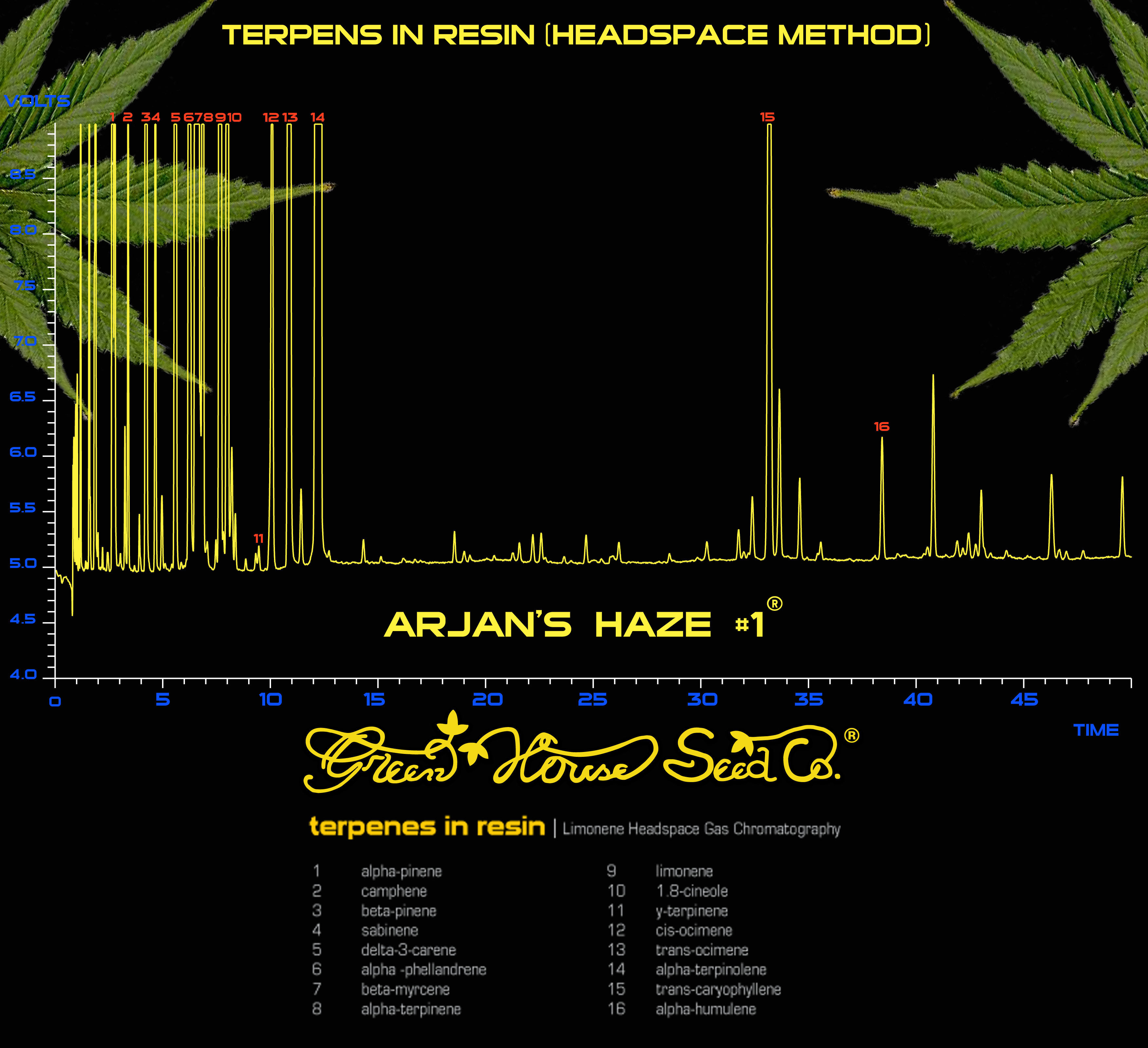 Green House Seeds - Arjan's Haze #1 (fem.)