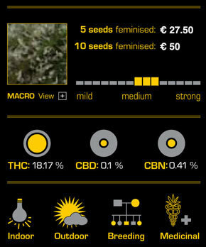 Green House Seeds - Bubba Kush (fem.)
