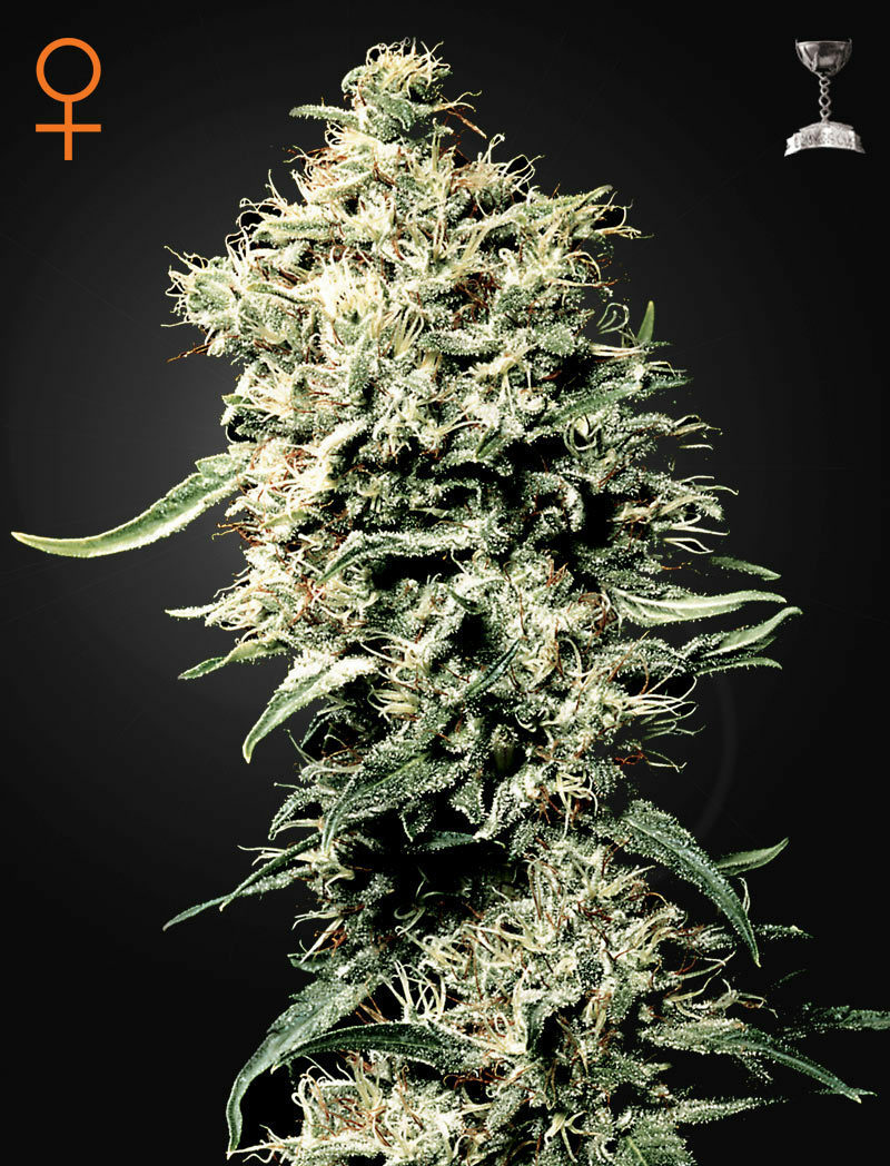 Green House Seeds - White Rhino (fem.)