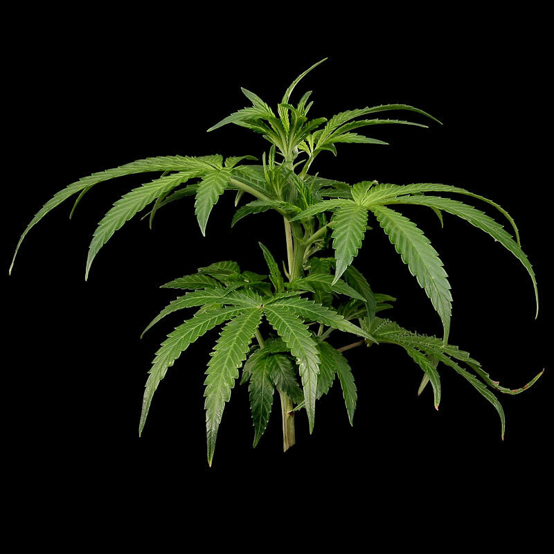 Green House Seeds - White Rhino (fem.)