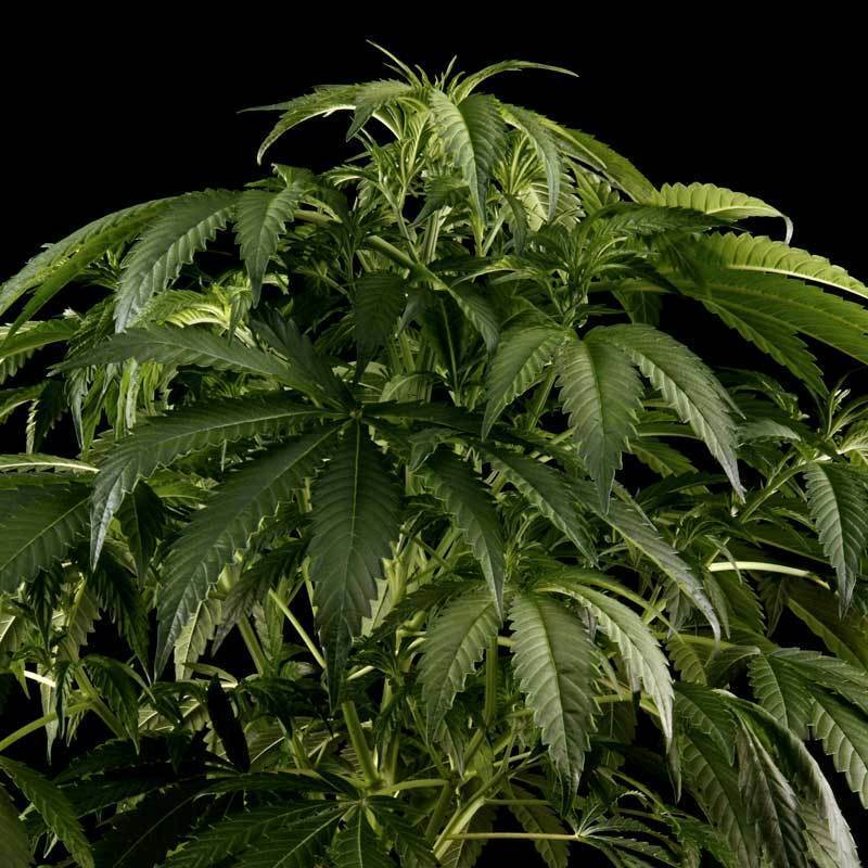 Green House Seeds - White Rhino (fem.)