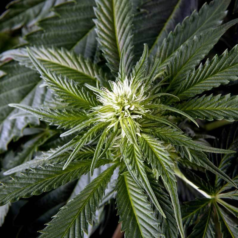 Green House Seeds - White Rhino (fem.)