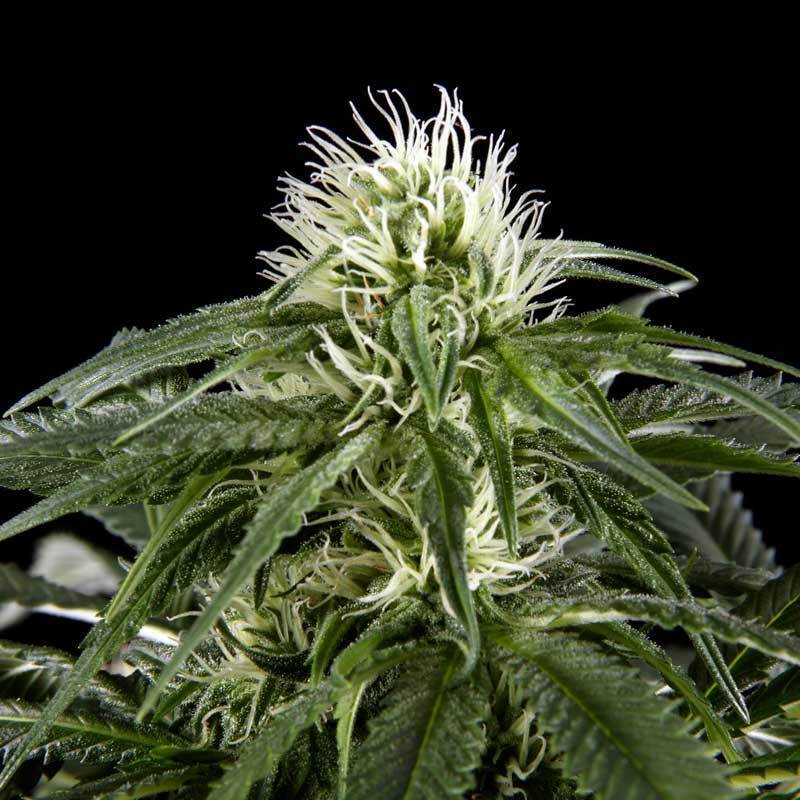 Green House Seeds - White Rhino (fem.)