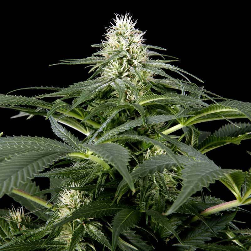 Green House Seeds - White Rhino (fem.)