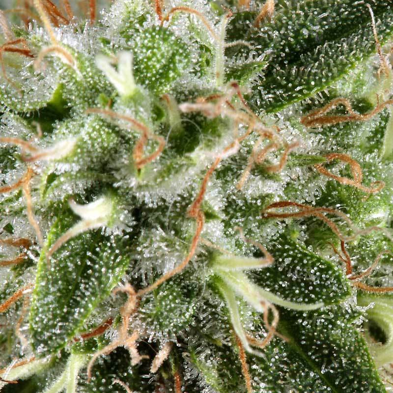 Green House Seeds - White Rhino (fem.)