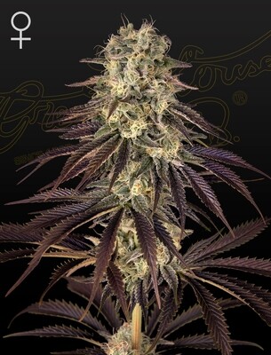 Green House Seeds - Kong's Krush (fem.) 06966