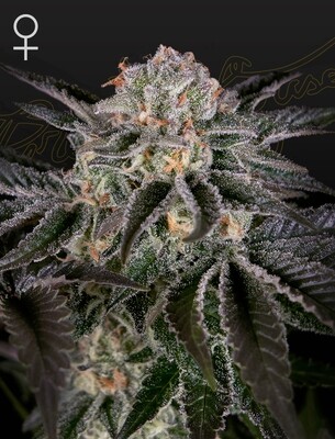 Green House Seeds - Wonder Pie (fem.) 06967