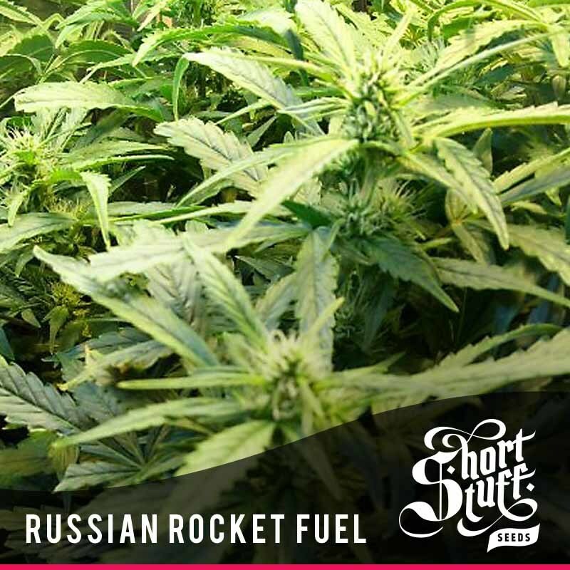 Short Stuff Seeds - Russian Rocket Fuel (auto/reg.)