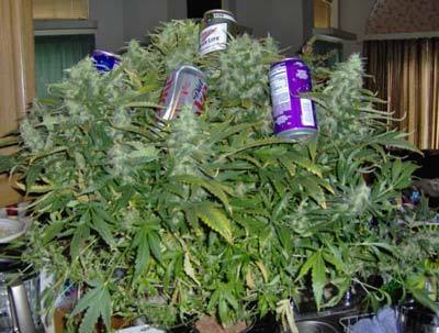 Short Stuff Seeds - Russian Rocket Fuel (auto/reg.)