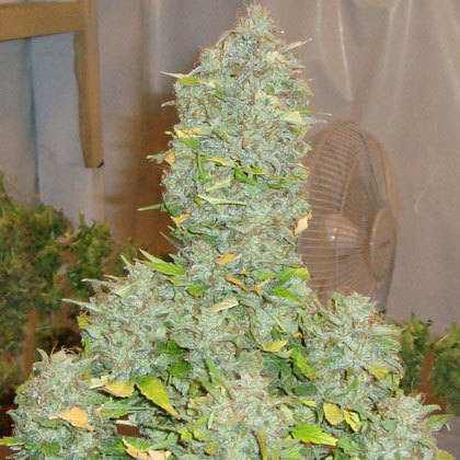 Short Stuff Seeds - Russian Rocket Fuel (auto/reg.)