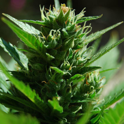 Short Stuff Seeds - ShortStuff #1 (auto/reg.)