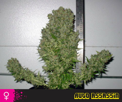 Short Stuff Seeds - Auto Assassin (auto/reg.) Short Stuff Seeds - Auto Assassin (auto/reg.)
