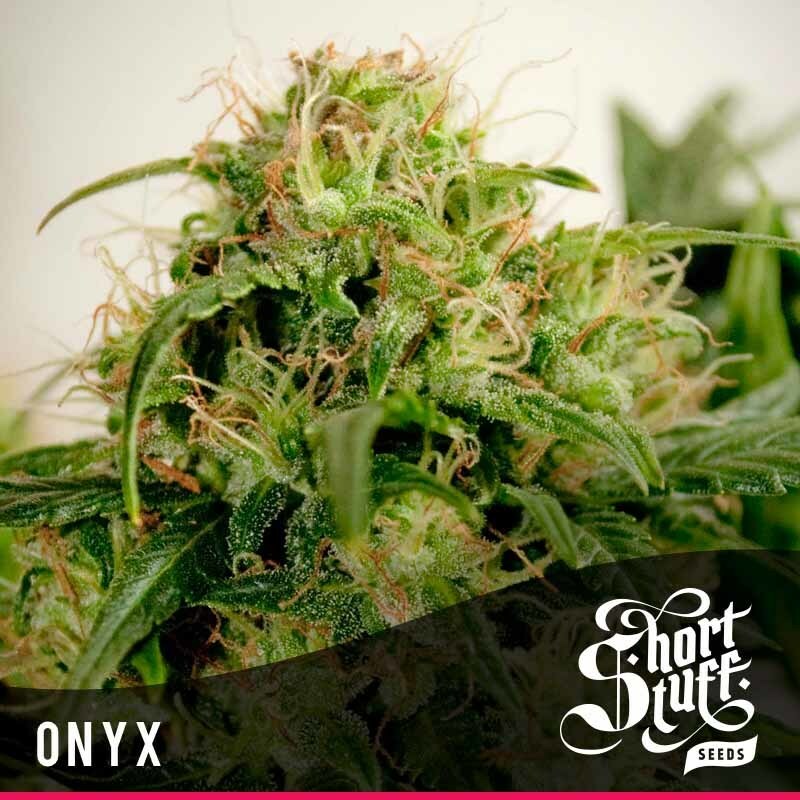 Short Stuff Seeds - Onyx (auto/reg.)