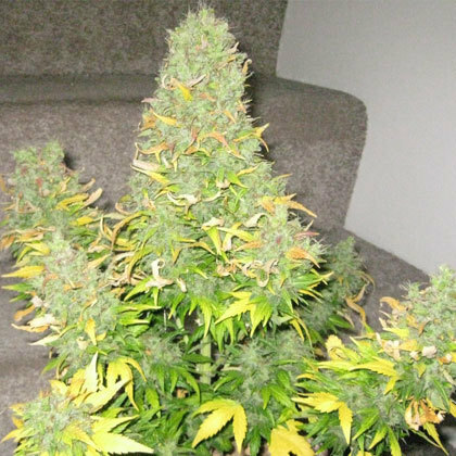 Short Stuff Seeds - Onyx (auto/reg.)