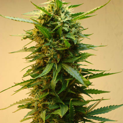 Short Stuff Seeds - Onyx (auto/reg.)