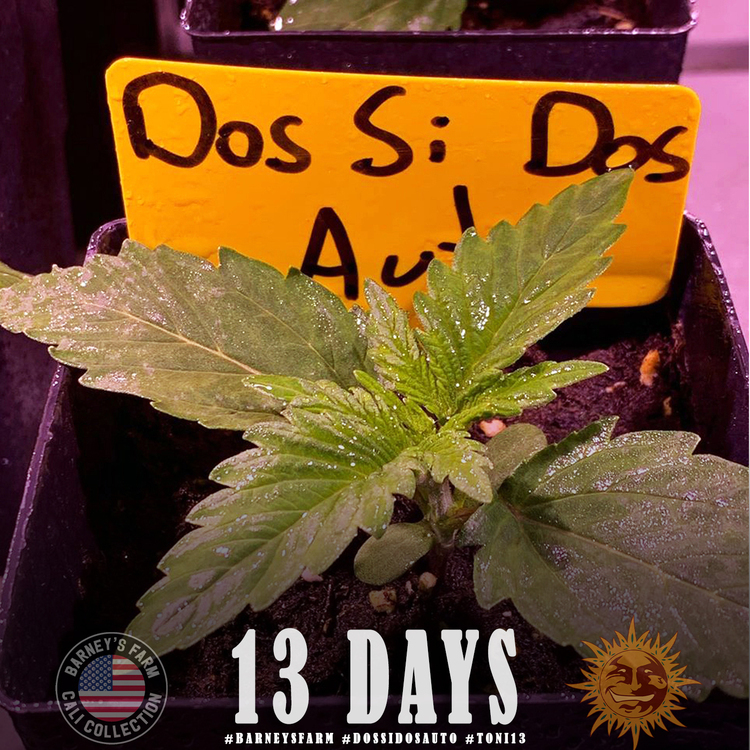 Barney's Farm - Dos Si Dos Auto (auto/fem.)