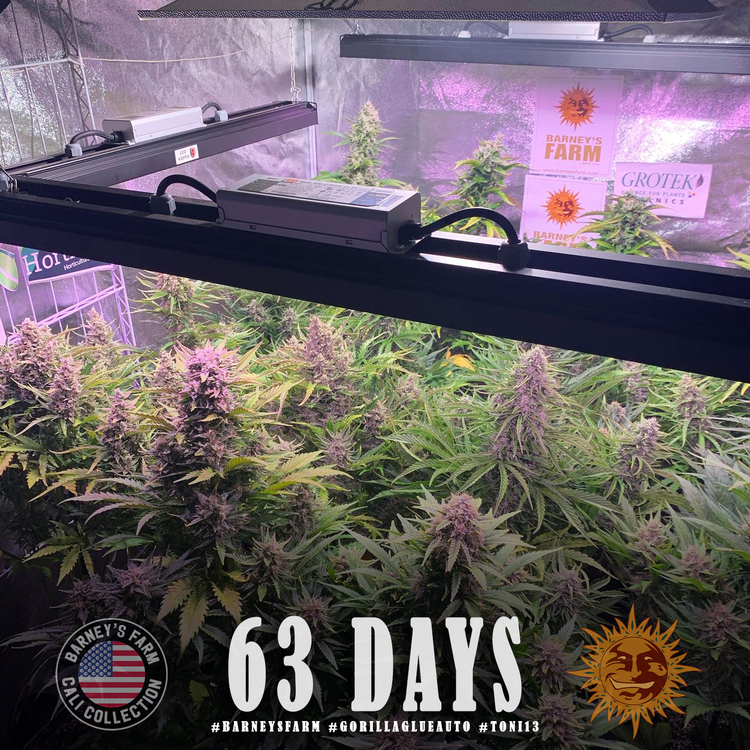 Barney's Farm - Gorilla Glue Auto (auto/fem.)