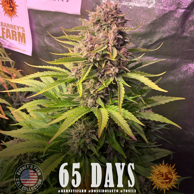 Barney's Farm - Dos Si Dos Auto (auto/fem.)