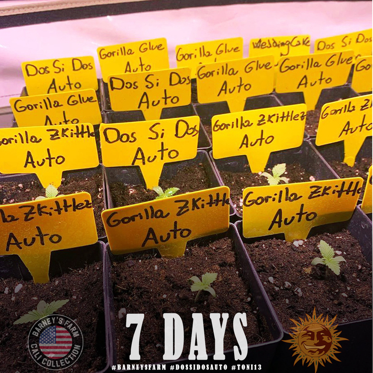 Barney's Farm - Dos Si Dos Auto (auto/fem.)