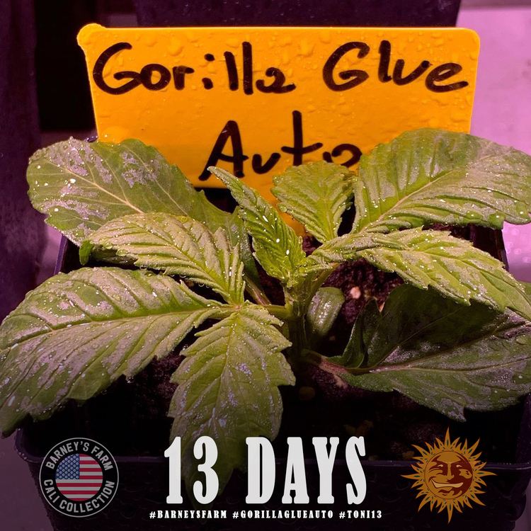 Barney's Farm - Gorilla Glue Auto (auto/fem.)