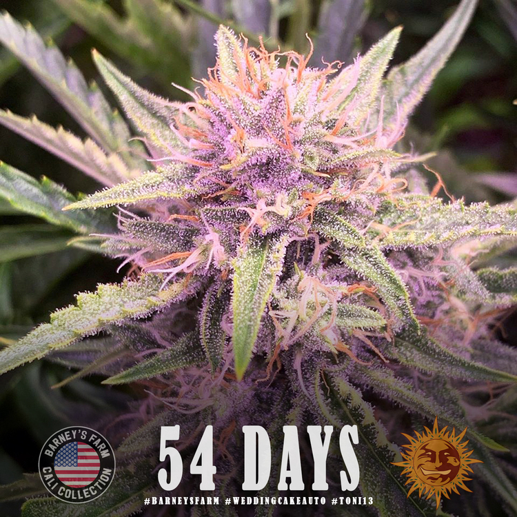 Barney's Farm - Wedding Cake Auto (auto/fem.)