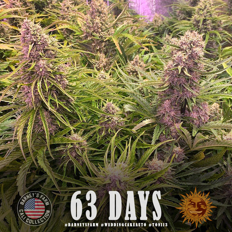 Barney's Farm - Wedding Cake Auto (auto/fem.)