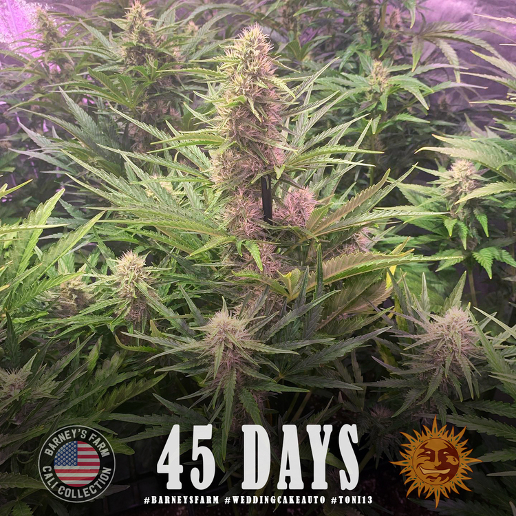 Barney's Farm - Wedding Cake Auto (auto/fem.)
