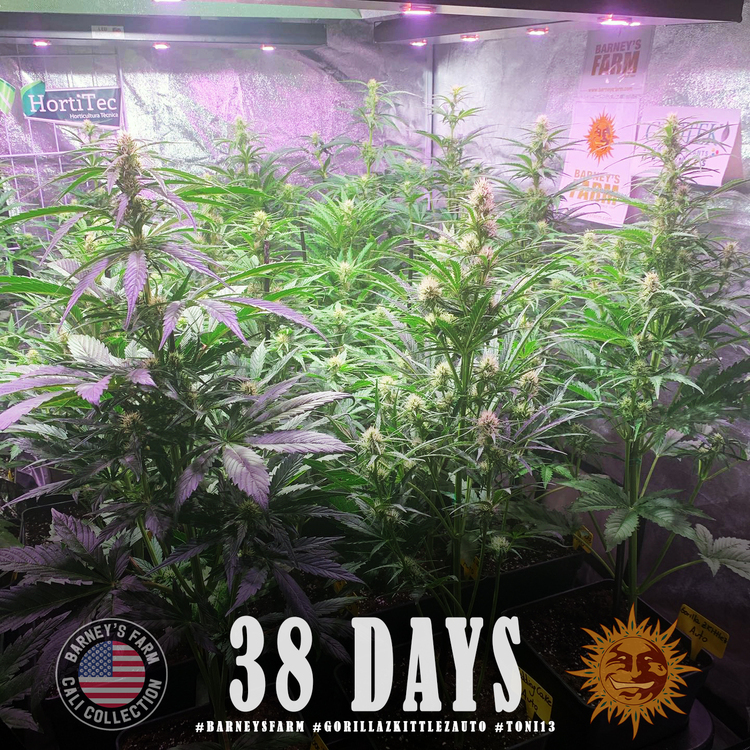 Barney's Farm - Gorilla Zkittlez Auto (auto/fem.)