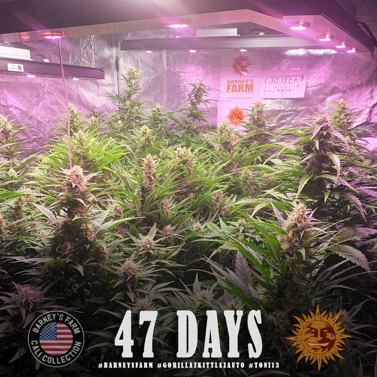 Barney's Farm - Gorilla Zkittlez Auto (auto/fem.)