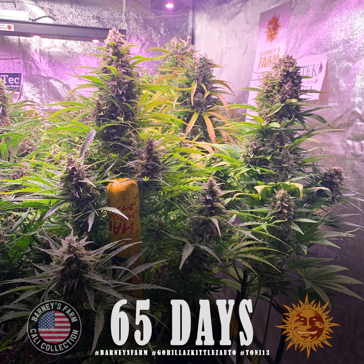 Barney's Farm - Gorilla Zkittlez Auto aka Gorilla Z Auto (auto/fem.)