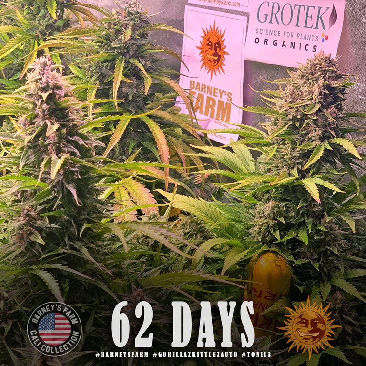 Barney's Farm - Gorilla Zkittlez Auto (auto/fem.)