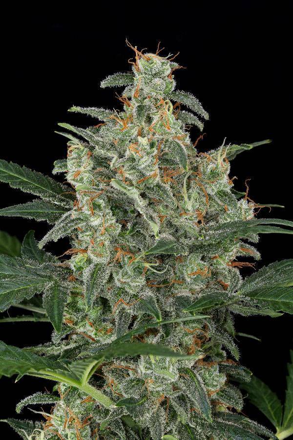 Dinafem - Cheese Autoflowering (auto/fem.)