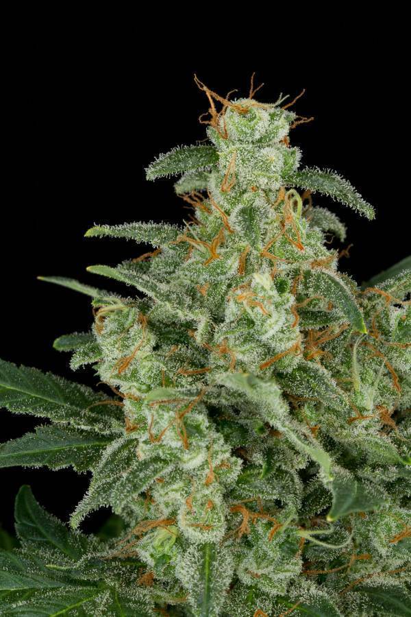 Dinafem - Cheese Autoflowering (auto/fem.)
