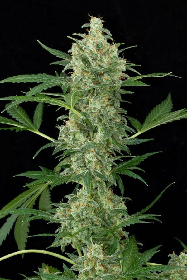 Dinafem - Cheese Autoflowering (auto/fem.)