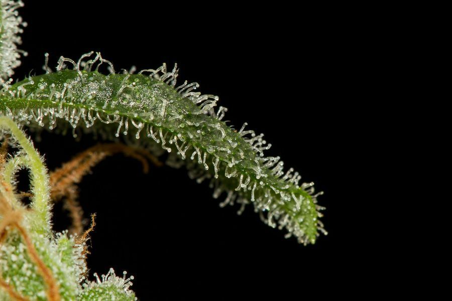 Dinafem - Cheese Autoflowering (auto/fem.)