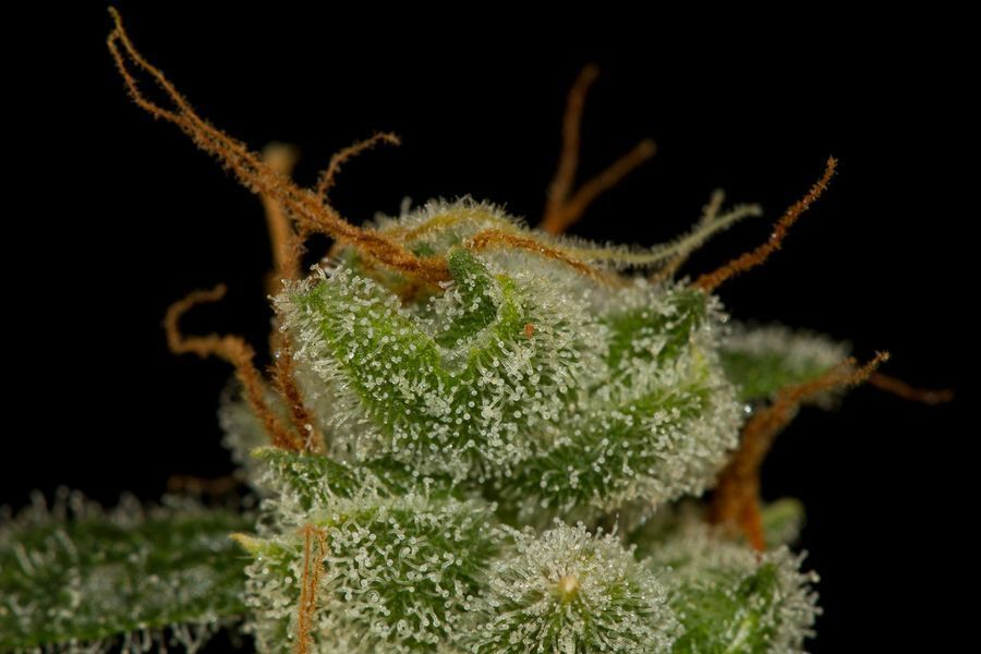 Dinafem - Cheese Autoflowering (auto/fem.)
